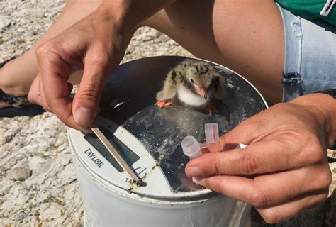 Bird Poop The Next Frontier Of Avian Conservation Audubon