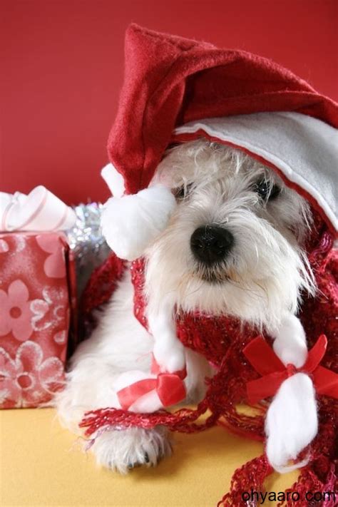 Funny Christmas Dog Pictures - Oh Yaaro