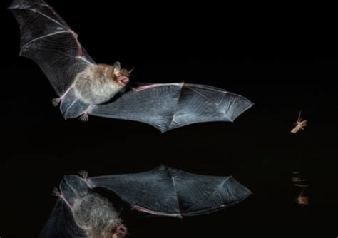 Les Chauves Souris Redoutables Pr Dateurs Contre Les Ravageurs