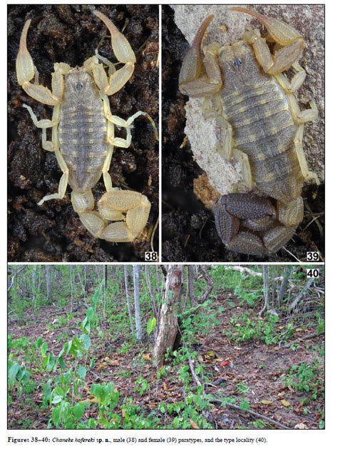 The Scorpion Files Newsblog: Two new species in the "micro-scorpion" genus Chaneke from Mexico