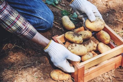 Colheita De Agricultor De Batata Fresca De Batatas Maduras Em Produtos