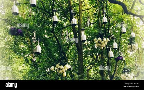 Forrest Hanging Flowers Stock Photo Alamy