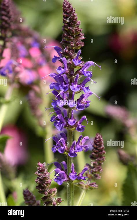 Woodland Sage Salvia Nemorosa May Night Stock Photo Alamy