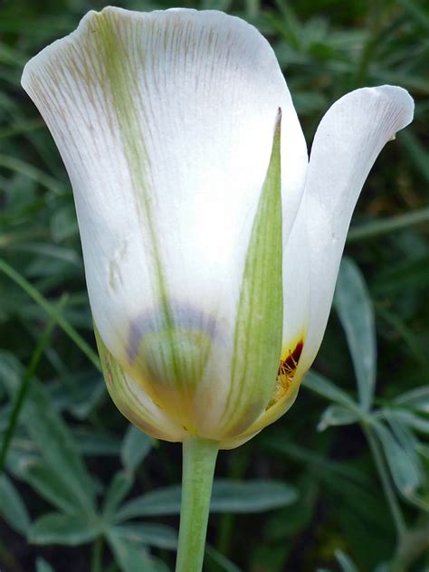 Cup Shaped Flower Photos Of Calochortus Nuttallii Liliaceae