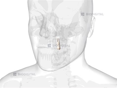 Left maxillary first premolar | BioDigital Anatomy