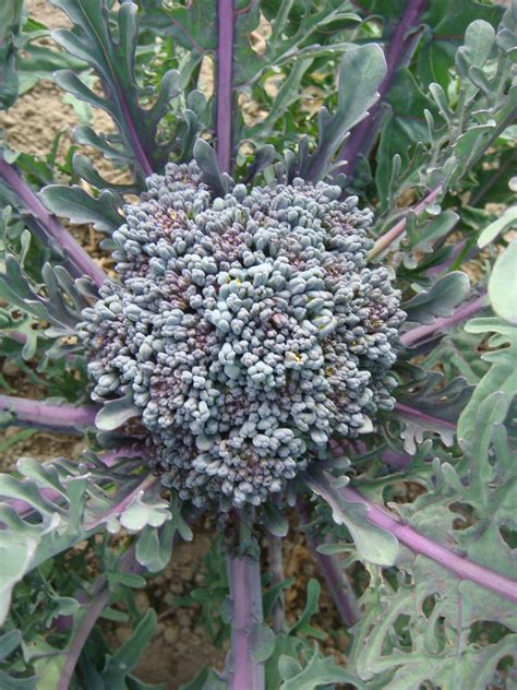 Purple sprouting broccoli 1 – Skylight Farms