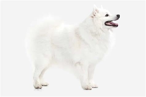 How Do You Take Care of a Japanese Spitz (Brushing, Washing, Grooming, Cutting, and Shaving)?