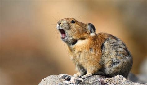 Pika Alchetron The Free Social Encyclopedia