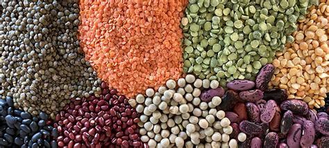 pulses-recipes | Greencuisine Trust