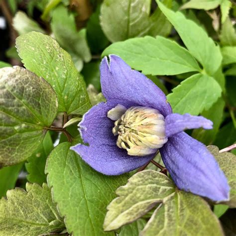 Cl Matite Des Alpes Clematis Alpina Fleurs Pr Coces En Clochette