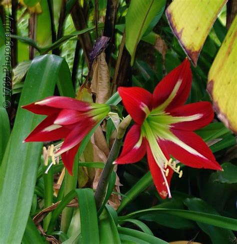 Amaryllis Amaryllis Is The Only Genus In The Subtribe Amar Flickr