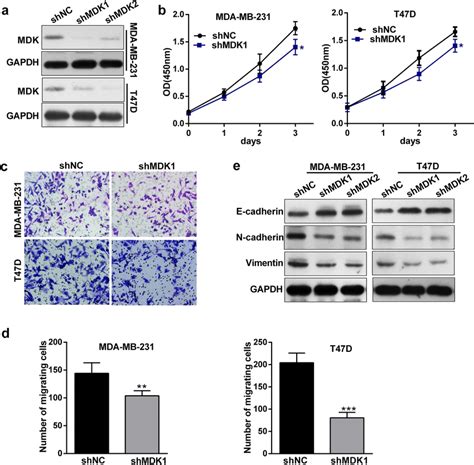 Knockdown Of Mdk Inhibits Bc Cell Proliferation And Migration A The