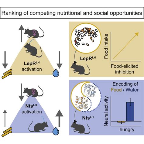 Brains on Leptin Prioritize Socializing with the Opposite Sex over ...