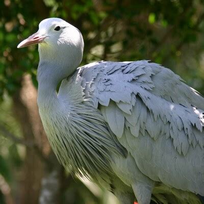 Blue Crane (Anthropoides paradiseus) :: BirdWeather