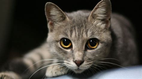 Cats Eyes Why Theyre Special And Common Problems Petsradar