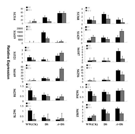 Real Time Rt Pcr Analysis On Mrna Transcription Of The Differentially