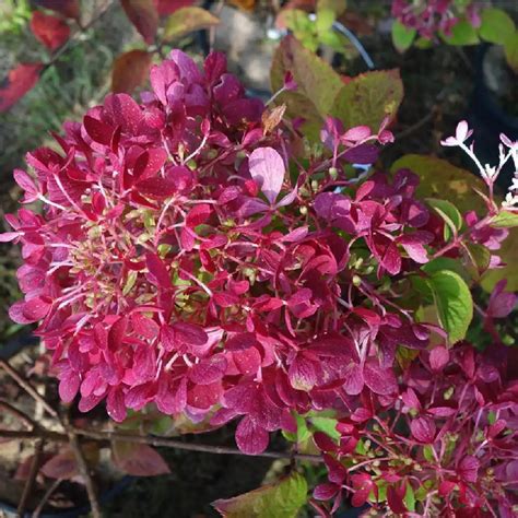 HYDRANGEA paniculata Diamant Rouge Hortensia pépinières Lepage