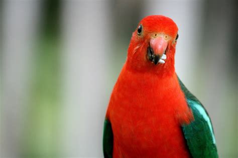 Free Images : nature, bird, flower, zoo, red, beak, fauna, lorikeet ...