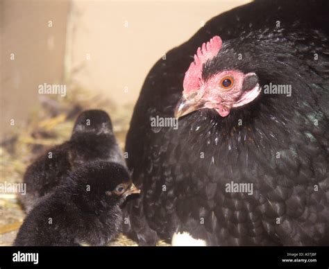 Black Chickens Eggs