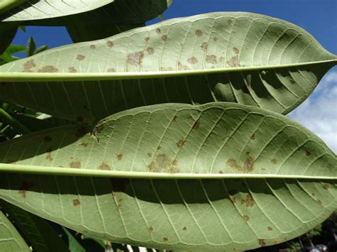 Plumeria Powdery Mildew Scot Nelson Flickr