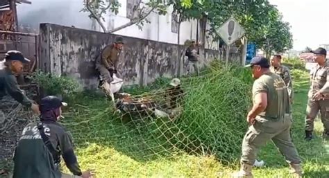 Satpol Pp Tangkap Ekor Kambing Berkeliaran Pemilik Akan Dikenakan Denda