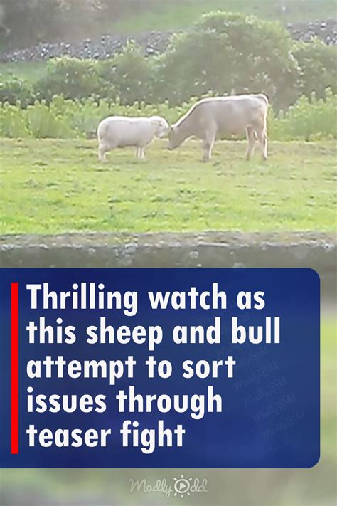 Thrilling watch as this sheep and bull attempt to sort issues through teaser fight – Madly Odd!