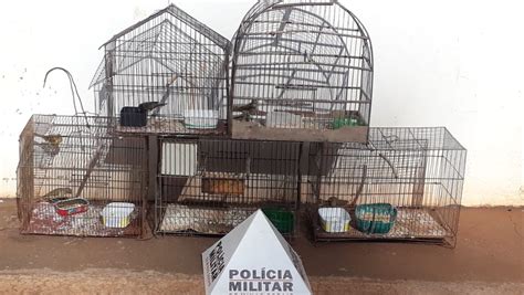 Pm De Meio Ambiente Flagra Aves Silvestres Mantidas Em Cativeiro Em