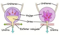 Como Se Forma La Orina Y Como Se Expulsa Como Se Realiza La Expulsi N