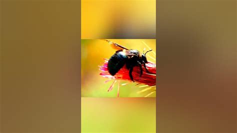 A Bee Never As Busy As It Seems Viral Trending Shorts Shortsvideo