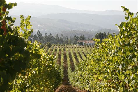 Quinta Da Raza Visita Prova Personalizada Portugal By Wine