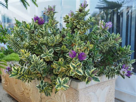 Container Growing Hebe Can Be Delightful - But Good Drainage Is ...