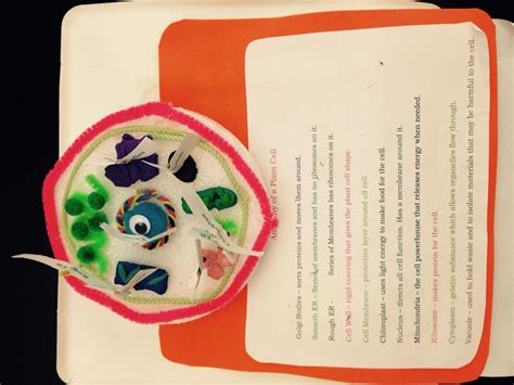 Student sample cell project | Cells project, Middle school science ...