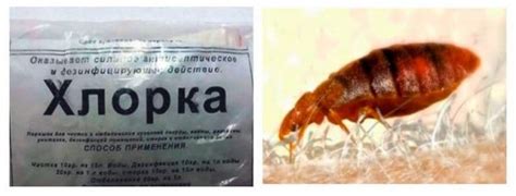 Хлорка от клопов: боятся ли ее насекомые, как вывести паразитов