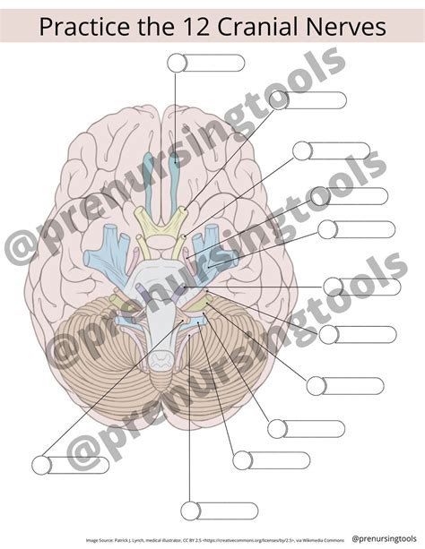 Practice The 12 Cranial Nerves Worksheet Instant Digital Etsy Canada