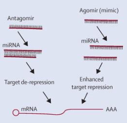 MicroRNA Agomir/Antagomir Synthesis | AcceGen 