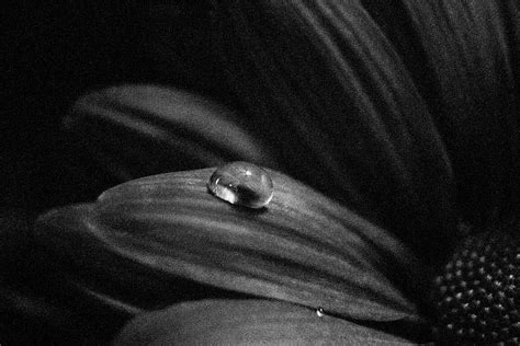 Green Eyed Lady In A Purple Dress 11 Bw Water Paper Photograph By