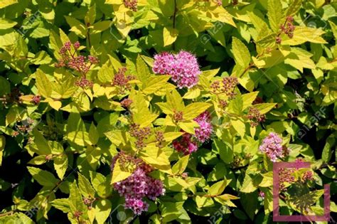 Spiraea Japonica Bumalda Goldflame Cesp Vivai Marche