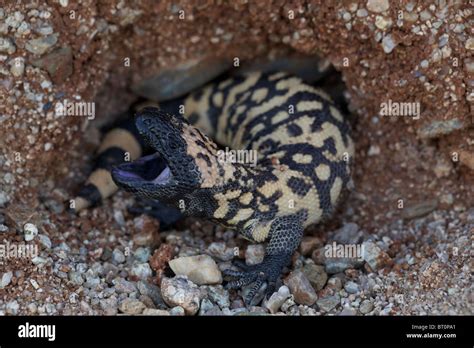 Monstruo De Gila Heloderma Suspectum Desierto De Sonora Arizona