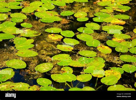 Water Lily Pads On Branford Supply Pond Supply Ponds Preserve