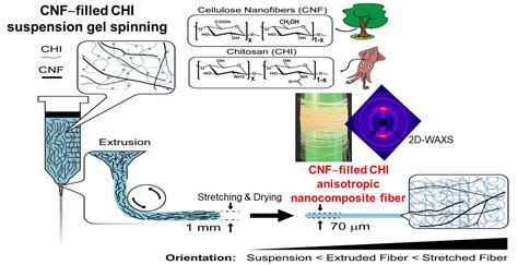 Polymers Free Full Text Functional Bionanocomposite Fibers Of Chitosan Filled With Cellulose