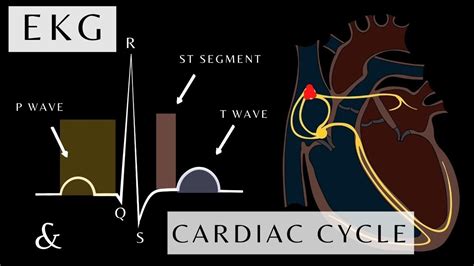 The Cardia Cycle And The Ecg Ekg Anatomy And Physiology Of The Ecg