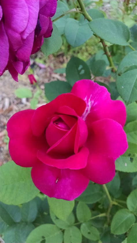 Роза Дарк Леди — фото и описание сорта с отзывами