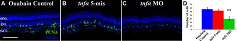 Tnf Is Required For The Maximal Number Of Müller Glia To Re Enter The