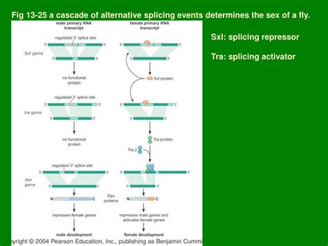 Ppt Chapter 13 Rna Splicing Powerpoint Presentation Free Download