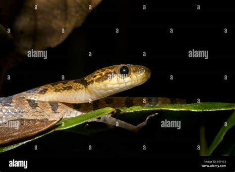 Northern Cat Eyed Snake Leptodeira Septentrionalis Photographed In