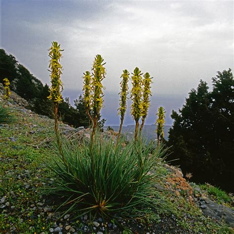 Asphodeline Lutea Asphodelaceae Image 203639 At PhytoImages Siu Edu