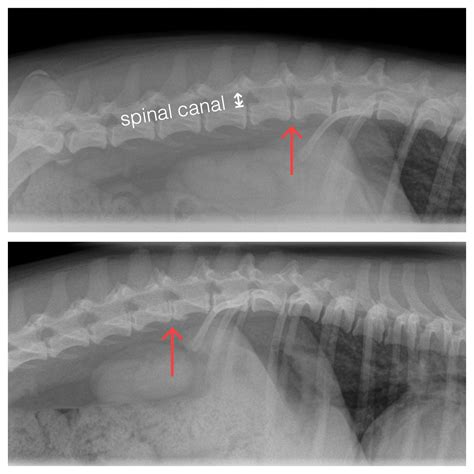 Canine Spine Injuries