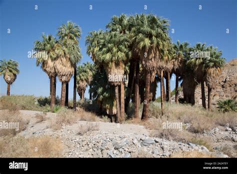 Palm trees in the Southern California desert Stock Photo - Alamy