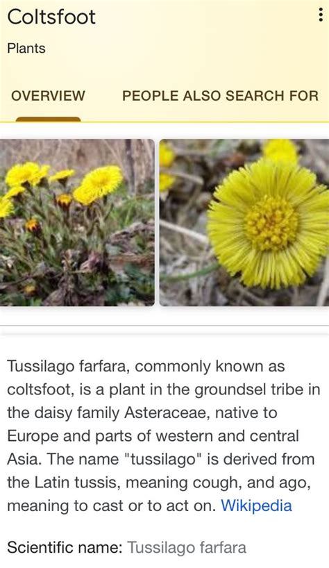 https://en.m.wikipedia.org/wiki/Tussilago #coltsfoot #tussilago