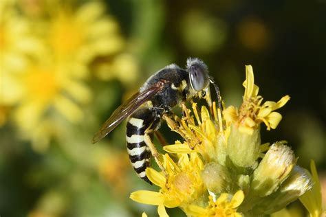 Crabronidae - Galerie et clés de détermination